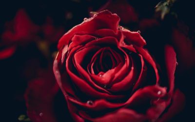 Sacrés organes : de la symbolique à la conscience corporelle